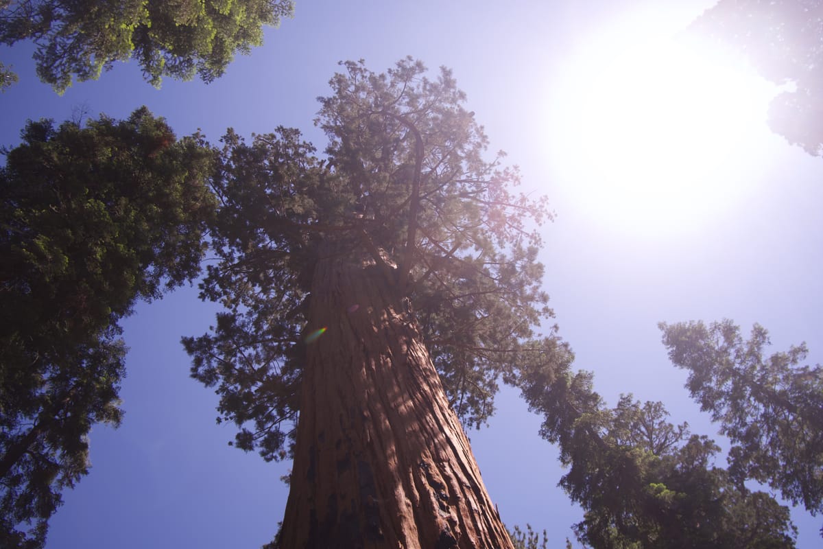 Sequoia National Park, California