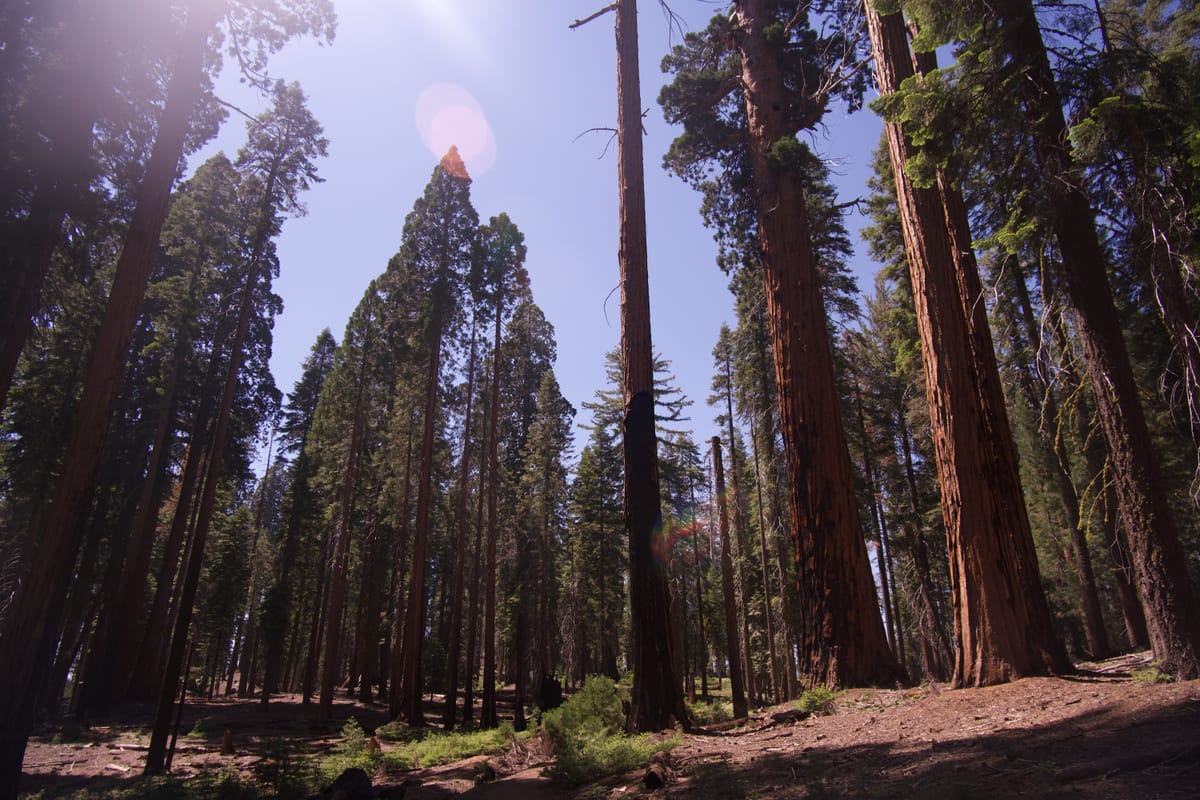 Sequoia National Park, California
