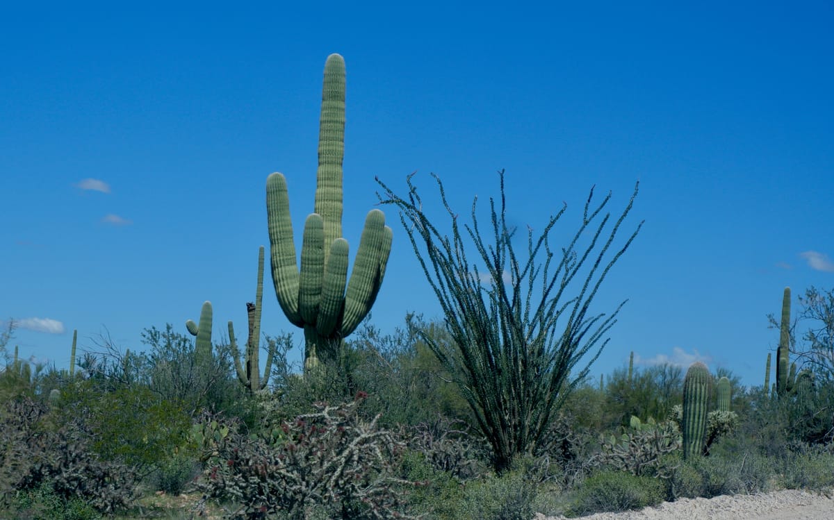 Saguaro National Park, Arizona