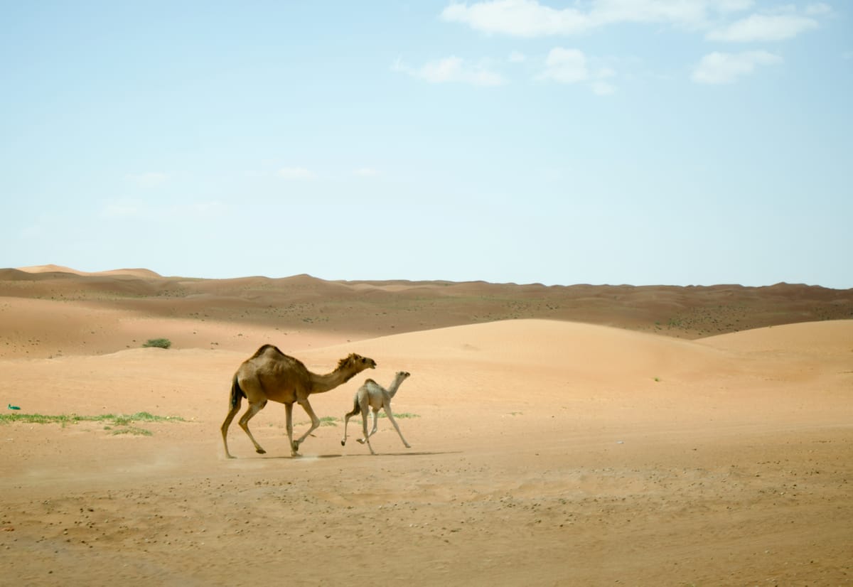 Wahiba Sands, Oman