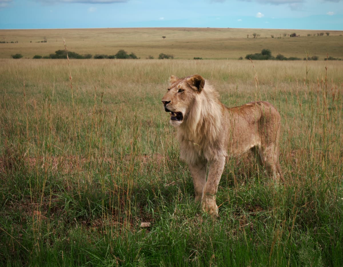 Maasai Mara, Kenya