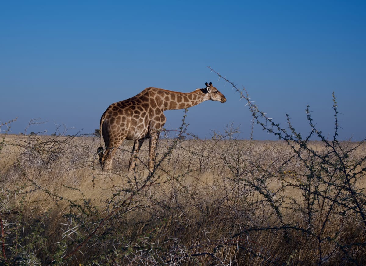 Etosha, Namibia