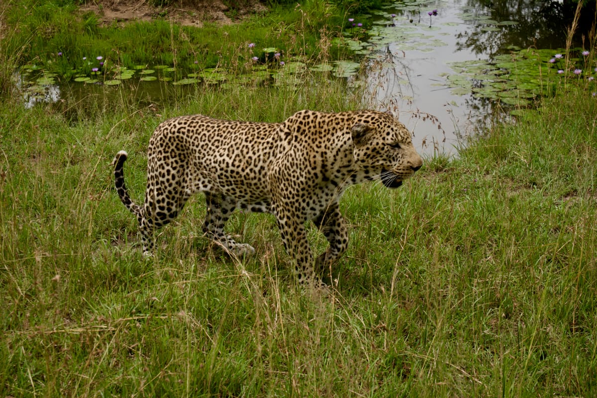 Maasai Mara, Kenya