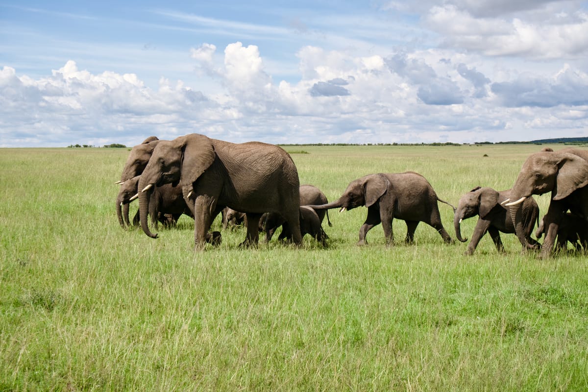 Maasai Mara, Kenya