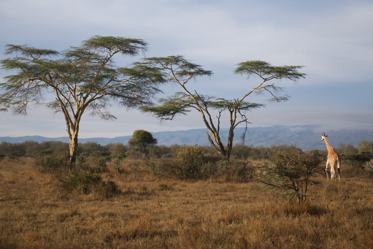 Lake Nakuru, Kenya