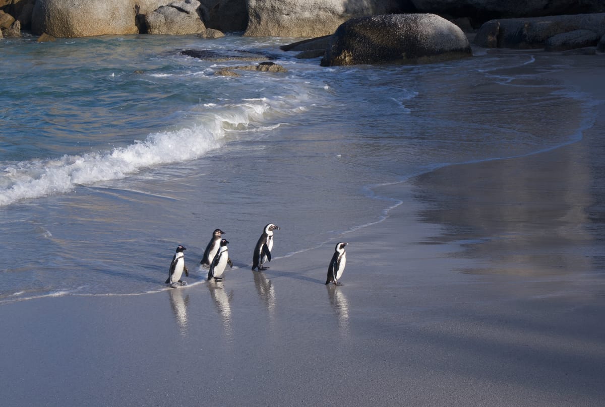 Cape Peninsula, South Africa